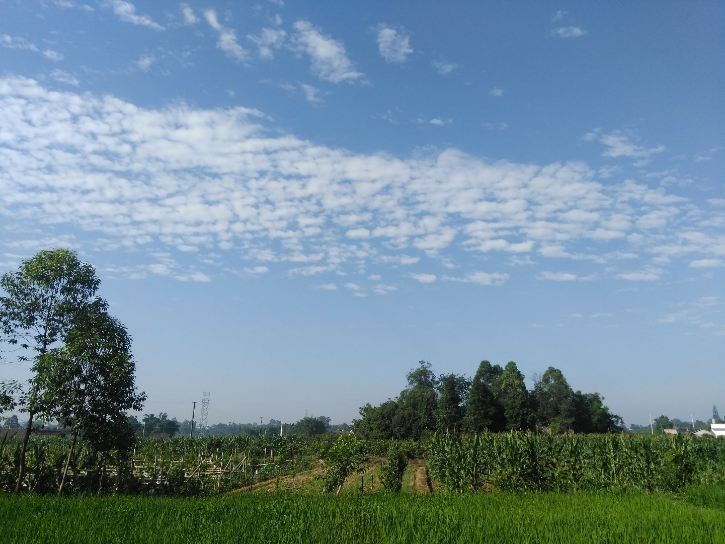 凤仪镇天气预报更新通知